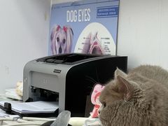 -博特宠物医院24h犬猫全科.骨科·异宠