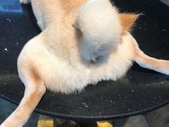 -more than meow吴止猫主题餐厅(承德 中船汇店)