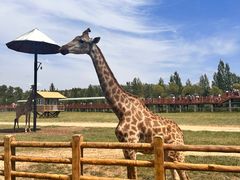 -鄂尔多斯野生动物园