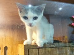-叮叮猫咪生活馆