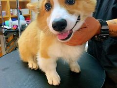 -Goku PET SHOP宠物视觉生活馆(双井店)