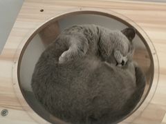 -猫友咖啡店(玉林西路店)