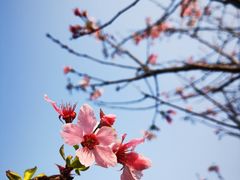 -中国科学院华南植物园