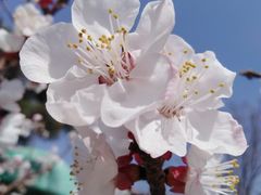 -海棠花溪(元大都城垣遗址公园)