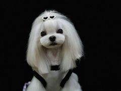 -鑫艺宠物美容培训学校