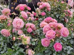 -人民公园(罗湖区)