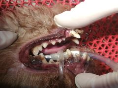 -喜多萌中农锦绣动物医院24H·猫科·牙科MRI·CT