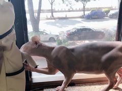 -more than meow吴止猫主题餐厅(承德 中船汇店)