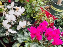 -上海大自然野生昆虫馆(东方明珠·爬宠昆虫探索中心)