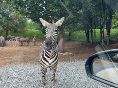 -北京野生动物园