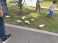 -锅儿挑面馆