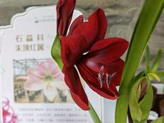 -杭州植物园