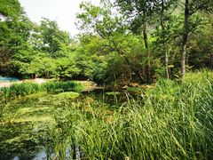 -白水寺森林公园