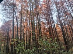 -青龙山国家森林公园