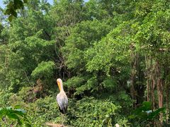 -广州长隆飞鸟乐园
