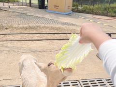 -常州淹城野生动物世界