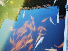 -惠州西湖风景名胜区-丰渚园