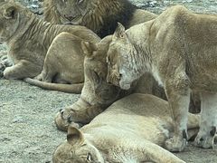 -北京野生动物园