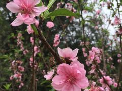 -南国桃园旅游度假区