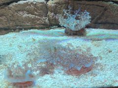 -悉尼海洋生物水族馆