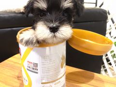 -小尾巴宠物店(万科·金域华庭店)