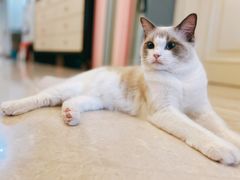 -佐罗家宠物馆·猫文化馆(紫霞路店)