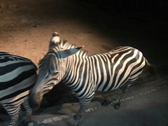 -清迈夜间动物园