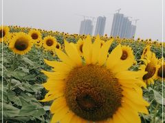 -光明小镇欢乐田园