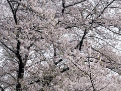 -嘉定紫藤园