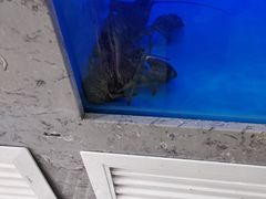 -一号码头蒸汽海鲜自助