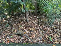 -武吉知马自然保护区