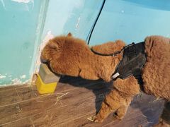 -颜氏双江清水鱼一养身火锅(磁器口店)