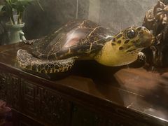 -Angkor SPA 柬埔寨古法按摩(环贸店)