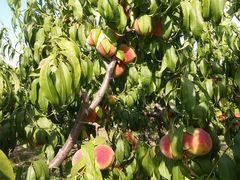 -万源龙顺度假庄园生态观光园