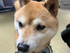 -逗柴咖啡屋·狗咖猫咖宠物桌游