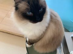 -猫在这儿猫咪咖啡馆·撸猫馆