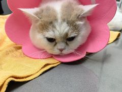 -爱侣宠医·鹦鹉专科·小型哺乳类·异宠专科(灵石路店)