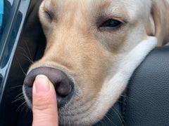 -帕帕拉兹宠物(亚洲旗舰店)