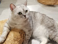 -猫儿山۰猫主题餐厅