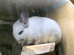 -藦茜花园宠物主题亲子互动体验馆(国顺东路店)