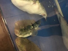 -天正河鲀·河豚亭(大连店)