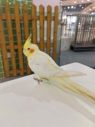 -Moni星球萌宠·小马宝莉·灵蛇·高端高阶全萌宠互动体验俱乐部(红豆国际广场店)