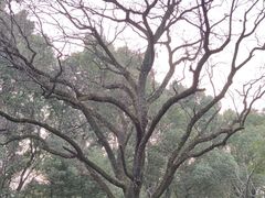 -东湖落雁景区