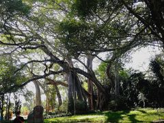 景点-瑞丽独树成林风景区