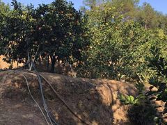 -江西阳明山国家森林公园