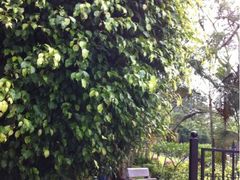 iphone_upload_pic-集美学村