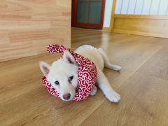 -柴犬小屋·柴餐厅·狗咖食堂(金鼎广场店)