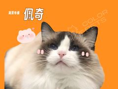 -COLOR PETS 撸猫馆·购猫·猫咖(长风大悦城店)