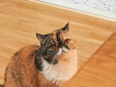 -滚猫咖啡·猫咖·猫友好撸猫(未来城店)