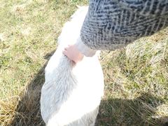 -硗碛藏寨·神木垒景区